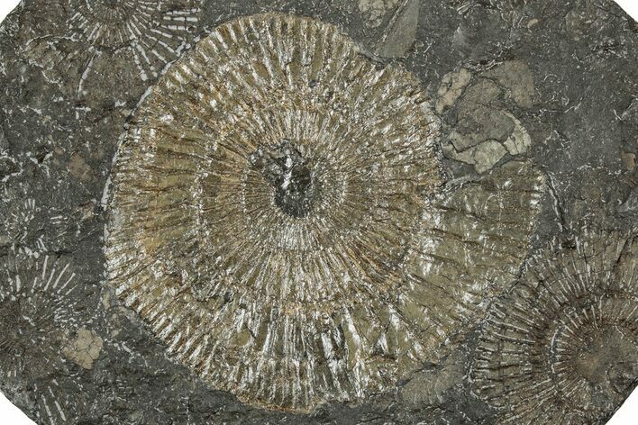 Dactylioceras Ammonite Fossil - Posidonia Shale, Germany #358338